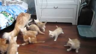 Напугала котят Напугала котят