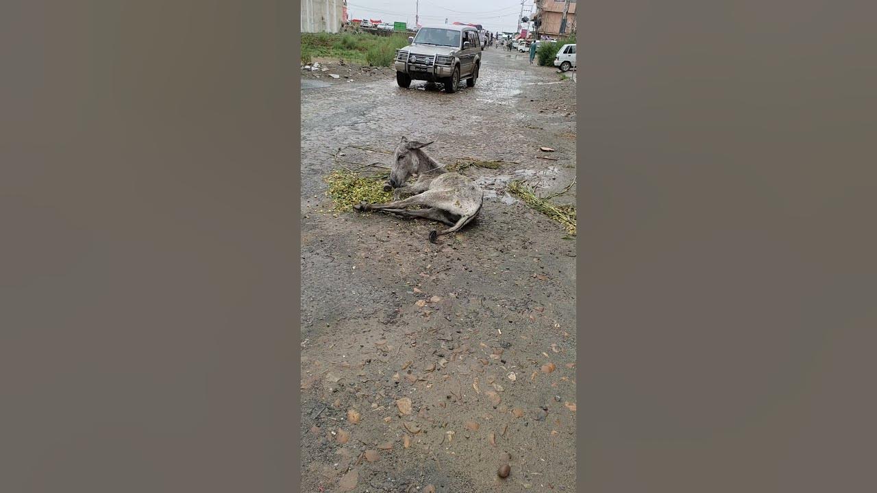 Colic in donkey YouTube