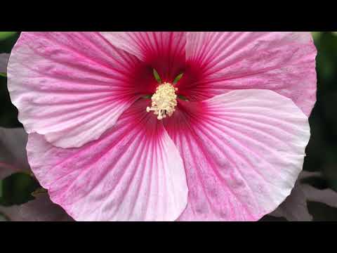 Video: Zone 7 Varietas Tanaman Hibiscus - Pelajari Tentang Tanaman Hibiscus Untuk Kebun Zona 7