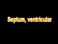 What Is The Definition Of Septum, ventricular Medical School Terminology Dictionary