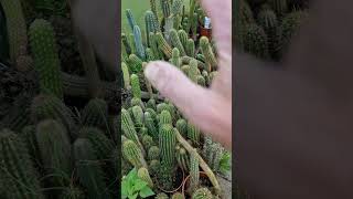 End of day Video! Watering and Fertilizing, May 7th, 2026 #garden ##gardening #cactus