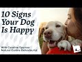 How to Tell If Your Dog Is Happy | 10 Signs of a Happy Dog from a Natural Canine Behaviour Expert