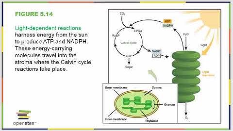 Chapter Five OpenStax Concepts of Biology