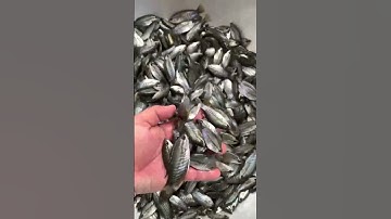 Cá sặc rằn giống 0909770509 #cá_giống #trại_cá_giống_út_me #cá #fish #thủy_sản