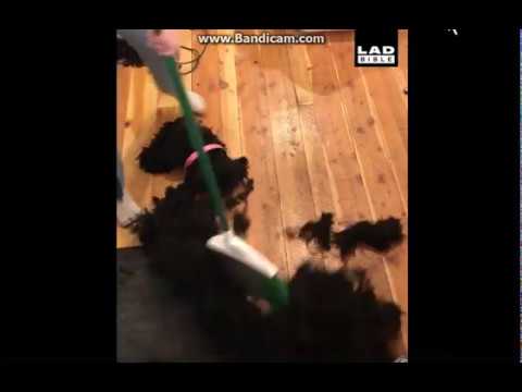 dog-made-of-hair-gets-swept-away