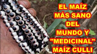 MAÍZ MEDICINAL✅ MAÍZ CULLI, único en el MUNDO  y lo tenemos en el TERREGAL, mira el cultivo