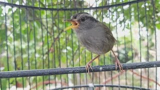 Tesia Jawa Gacor Full Tembakan❗Bagus Buat Masteran Burung Lomba