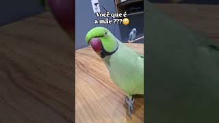 O Ring neck mais amado 😍 #pets #ringnecks #viraliza #petsfofinhos #humor