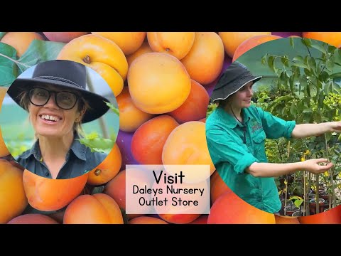 Visit Daleys Fruit