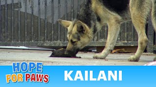 German Shepherd tries to revive her baby and wouldn't let us get close 💔🌺 #dog