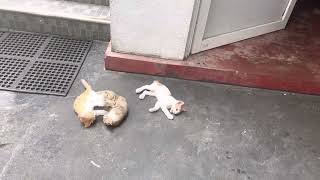 Funny cats