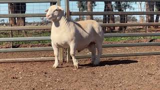 Lot 35 St George Dorper and White Dorper ram sale 2026