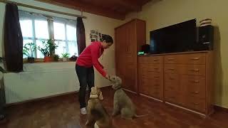 Beagle and Bedlington terrier training(Elza and Zoknis)