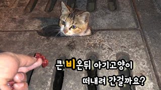 아기고양이 잘있다고 그동안 거짓말을 했습니다.