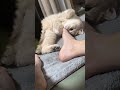 Cat’s hilarious battle with a piece of paper #CatVsPaper #FunnyPets