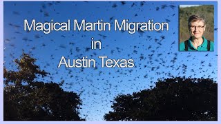 &quot;This is better than the bats!&quot; magical martin migration in Austin Texas