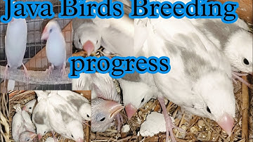 Java Birds Breeding Tips / How to breed java birds / Java sparrow / java bird cage setup and food /