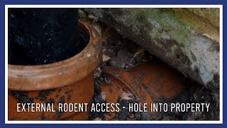External rodent access - hole into property by PGH Pest Prevention 98 views 2 years ago 1 minute, 4 seconds