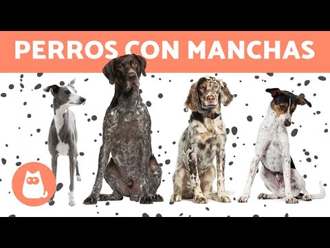 Video: Perros con manchas y pecas
