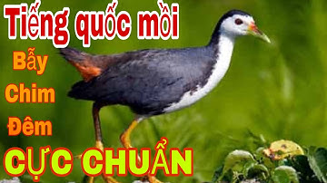 Tiếng quốc mồi chuẩn nhất hiện nay l video dài đánh xuyên đêm l Săn bẫy TV