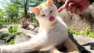 Many cats gather on a park bench and wait for their meal.