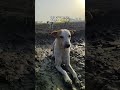 बनोगे CM एक दिन के लिए? #trending #funnyshorts #viralshort