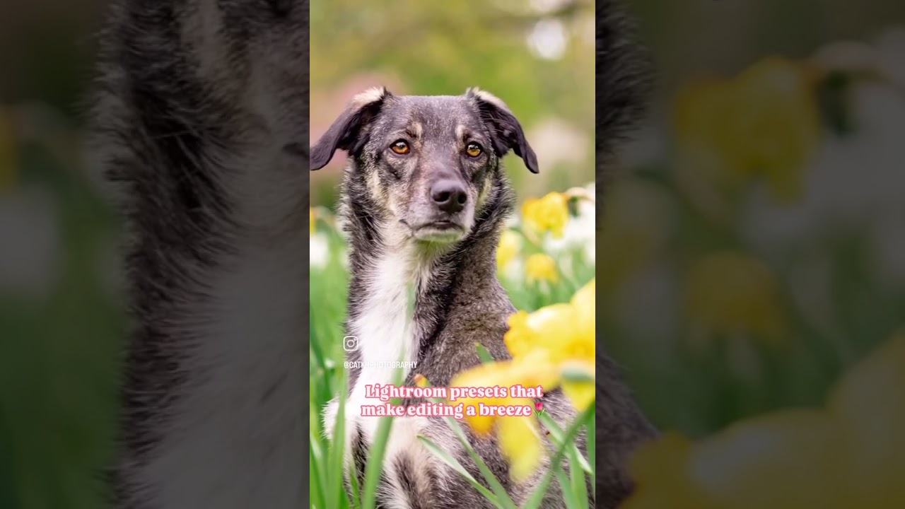 Editing just got easier! ✨ Quick before & after using my Spring Awakening presets! 🌸 Grab yours now!