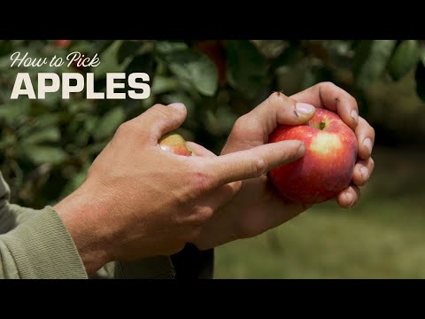 Video: Appelpluk - Wanneer en hoe appels te oogsten