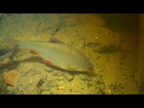 Video: Velika Razširjenost Zoonotskih Trematod Pri ščurki (Rutilus Rutilus) V Finskem Zalivu