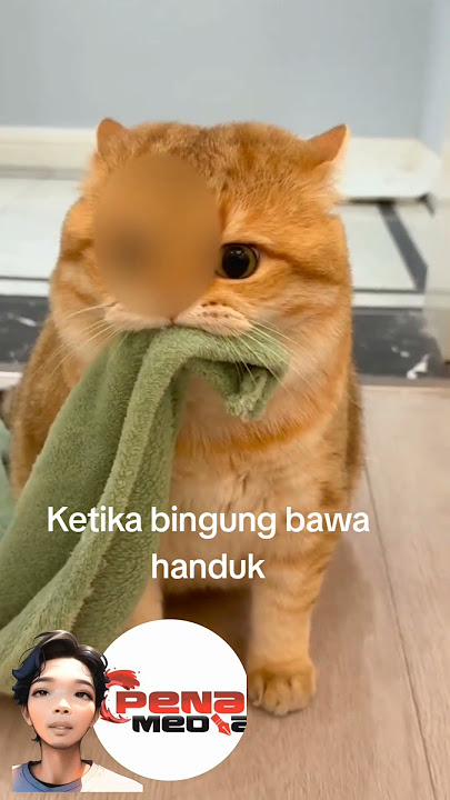 Cat carrying a towel, confused and cute /Kucing Bawa handuk kebingungan Lucu