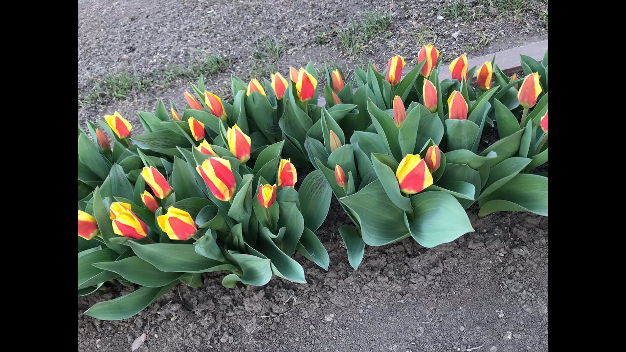Вспоминая 2021: самые ранние тюльпаны - YouTube