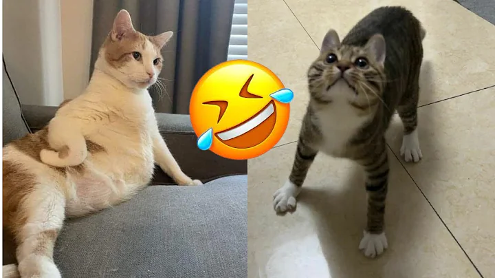 Video 4300451: cutest cats dogs, funny cats dogs