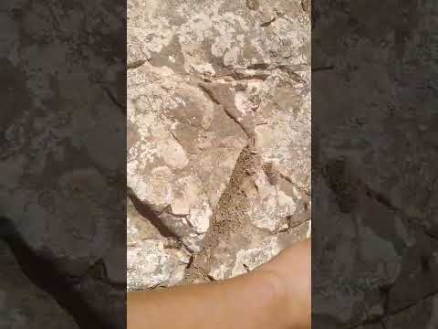 خبيئة مع إشارة جرن حفر داخل حفر