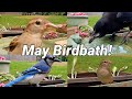 Pennsylvania Birdbath! May! Lots of Big Feet!!
