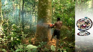 Cameroon's Rainforest Under Threat From Illegal Logging (2014)