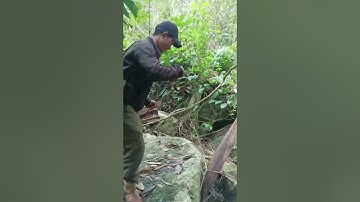 Câu cá nheo suối trong rừng sâu