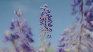 The most unique photography lens I’ve ever used: Lensbaby Muse