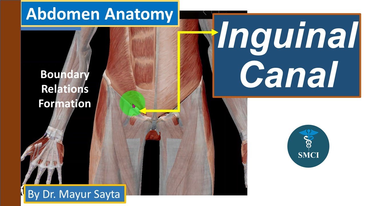 ANATOMY OF INGUINAL REGION Dr. Nabil Khouri Department of Anatomy JUST. -  ppt download