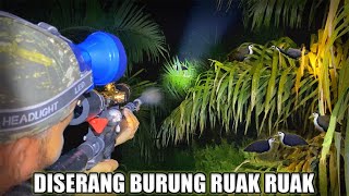 RUAK RUAK BERDATANGAN‼️ BERBURU BURUNG RUAK RUAK MALAM HARI - AUTO PANEN‼️