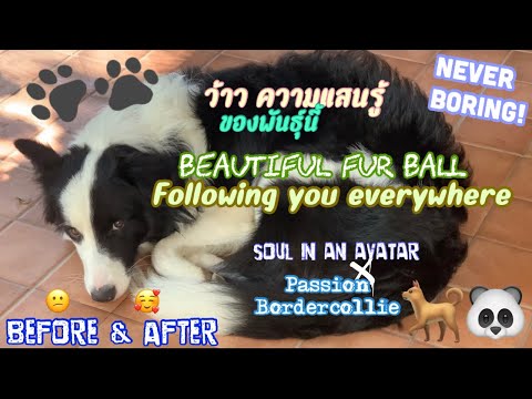 วีดีโอ: ชื่อที่ดีที่สุดสำหรับ Border Collie