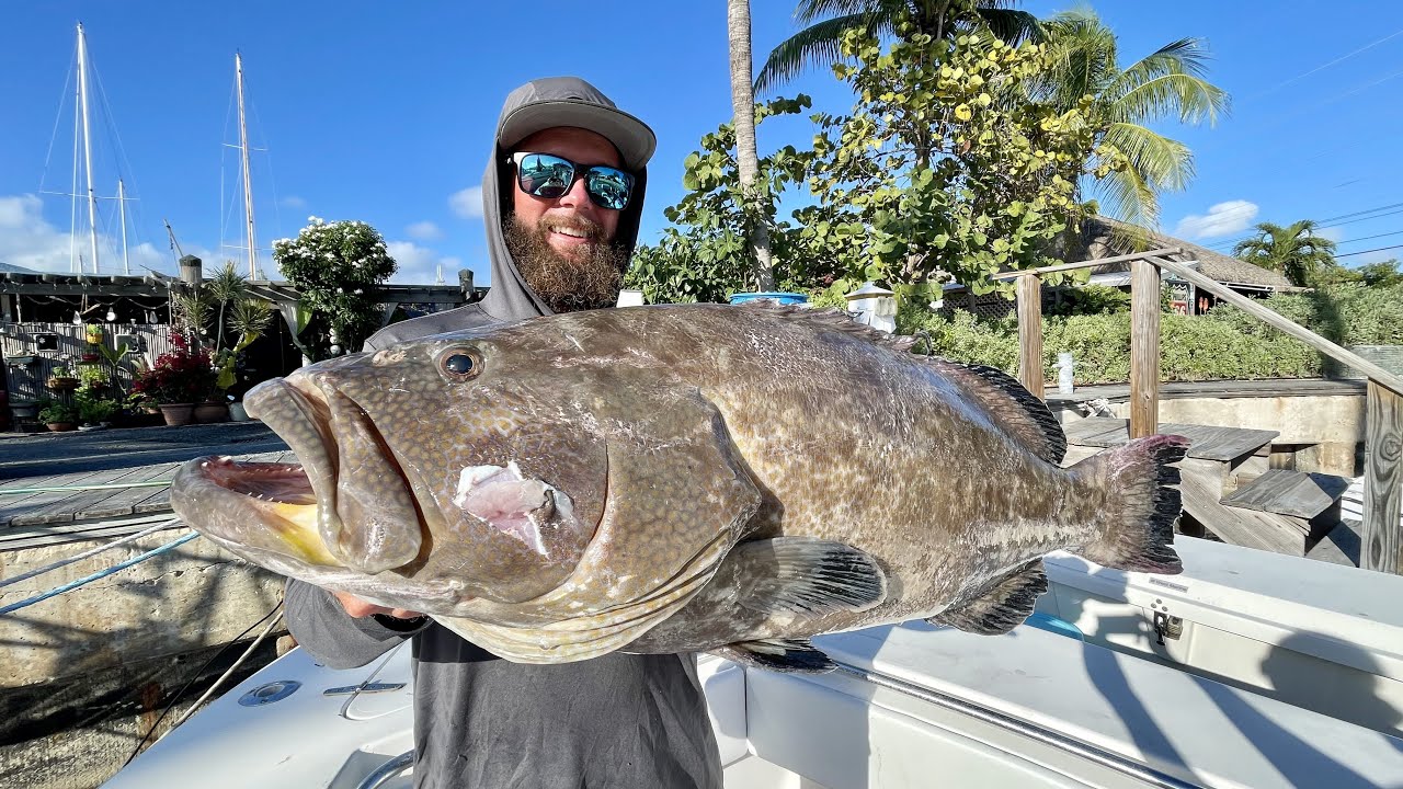 Tactical Grouper Hunt, Big Grouper Shallow Water