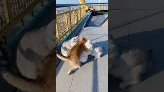 別打了18 #猫 #かわいい #cat #打架