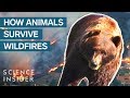 What Happens To Wild Animals During A Wildfire