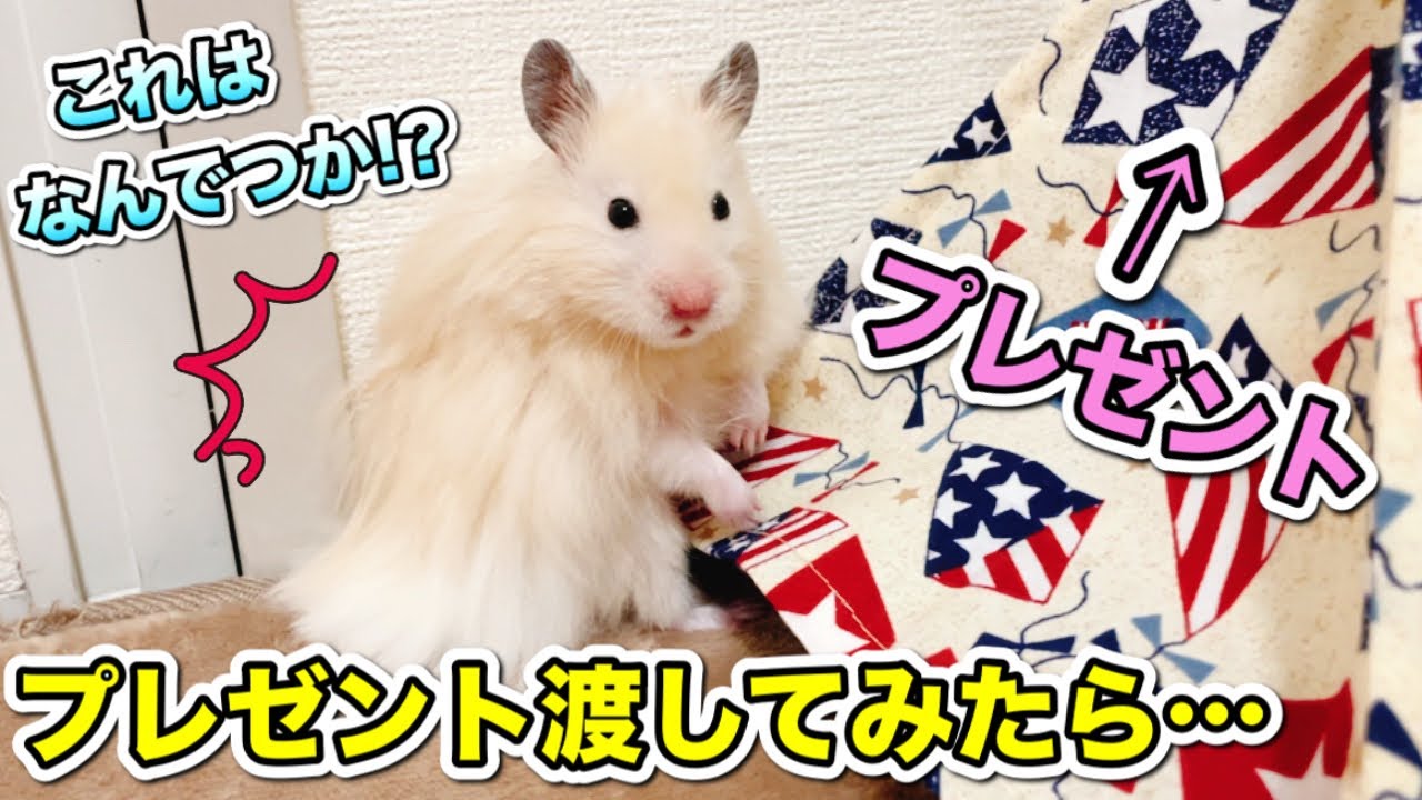 プレゼント ハムスターに渡してみたら 反応が可愛すぎた Give A Present Youtube プレゼント ハムスターに渡してみたら 反応が可愛すぎた Give A Present Youtube
