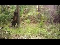 Juvenile Florida Black Bear