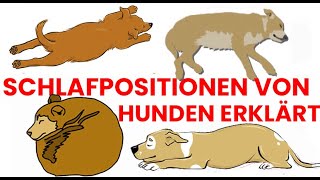 Was die Schlafposition deines Hundes über Persönlichkeit, Gesundheit und seinen Charakter verrät