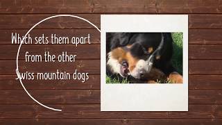 Furific facts about the Bernese Mountain Dog