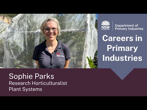 Careers in Primary