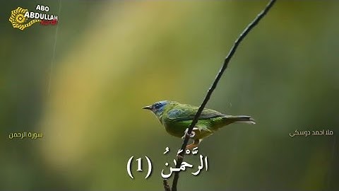 سورة الرحمن بصوت ملا احمد دوسكي
