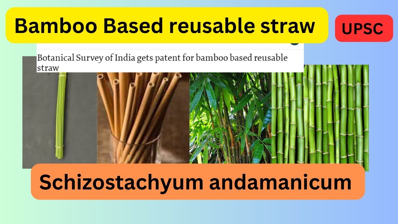 Bamboo based reusable straw Schizostachyum andamanicumBSIUPSC Divya